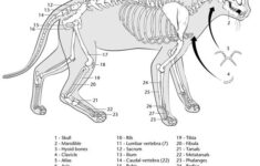 Printable Cat Skeleton Cat Coloring Book Cat Anatomy Coloring Books