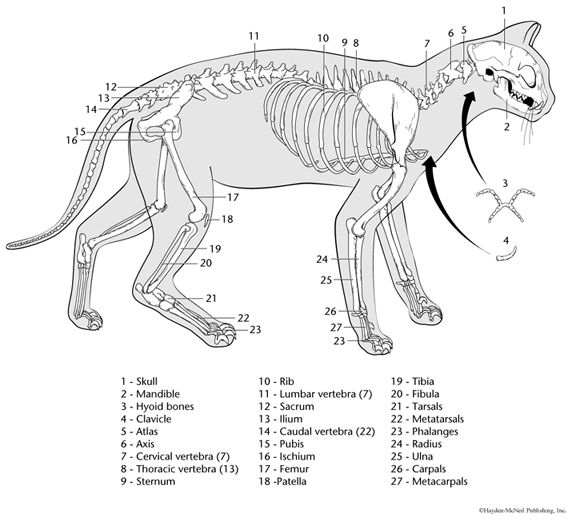 Animal Anatomy And Physiology Worksheets | Anatomy Worksheets