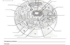 Printable Cell Worksheets Labeling A Cell Worksheet In 2020 Cells