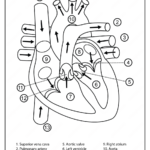 Printable Diagram Of The Human Heart Pdf Worksheet