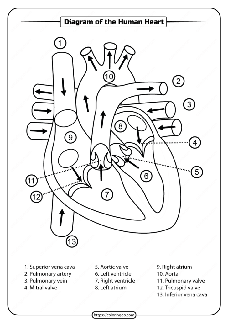 The Heart Anatomy Of The Heart Worksheet