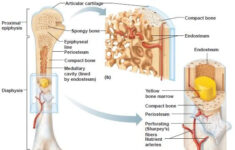 Printable Flashcard On Ch 6 Bone Tissue Free Flash Cards Human