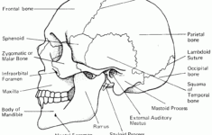 Printable Flashcard On Cranial Bones In Detail Free Flash Cards