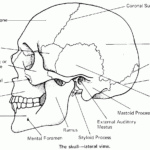 Printable Flashcard On Cranial Bones In Detail Free Flash Cards