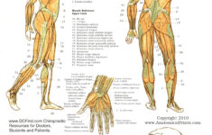 Printable Free Anatomy Study Guides