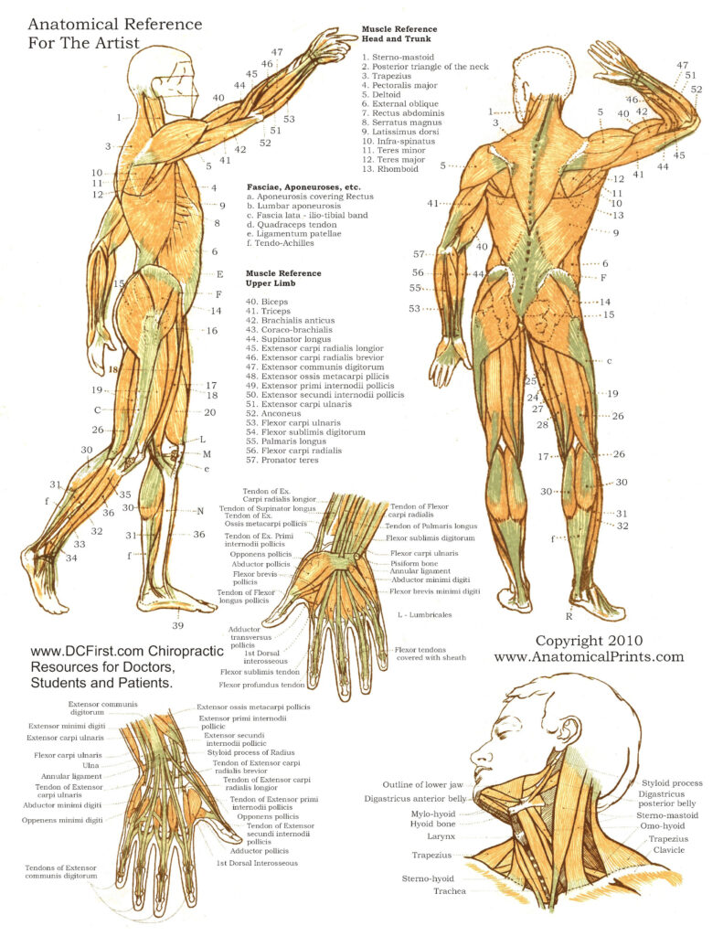 Printable Free Anatomy Study Guides | Anatomy Worksheets