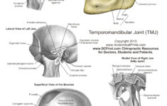 Printable Free Anatomy Study Guides