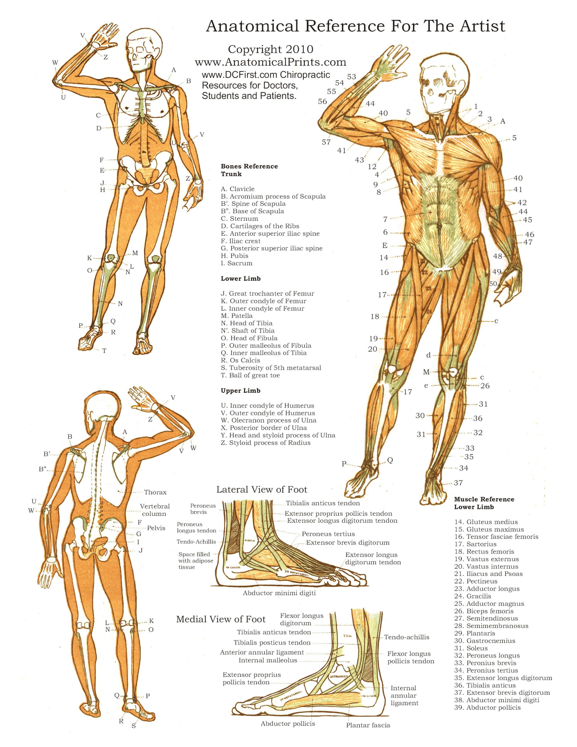 Printable Anatomy Charts Anatomy Worksheets Printable Anatomy Charts Anatomy Worksheets