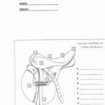 Printable Horse Anatomy Worksheets In 2020 Horse Anatomy Horse Camp