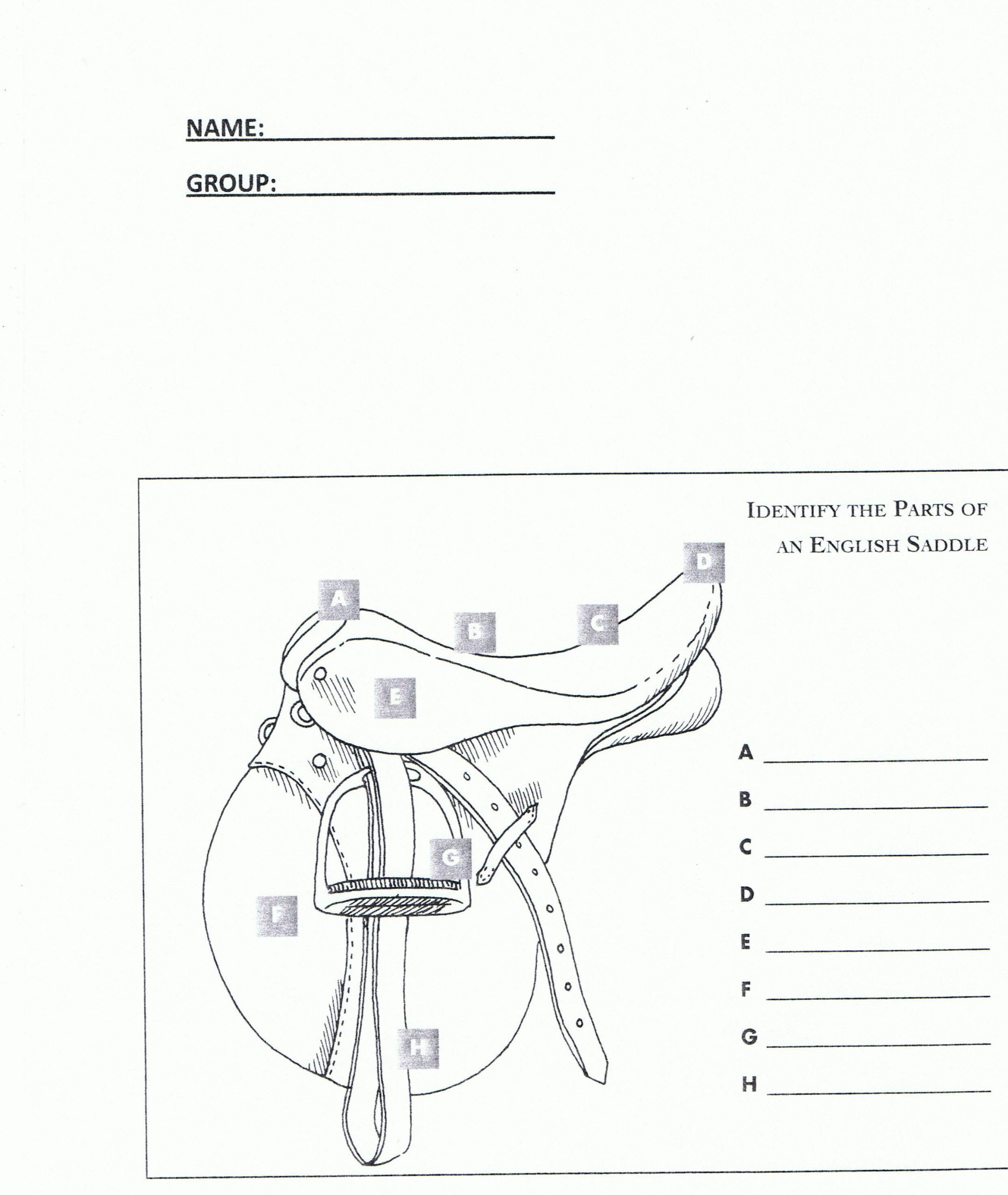 Printable Horse Anatomy Worksheets In 2020 Horse Anatomy Horse Camp 