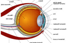Printable Human Eye Diagrams 101 Diagrams