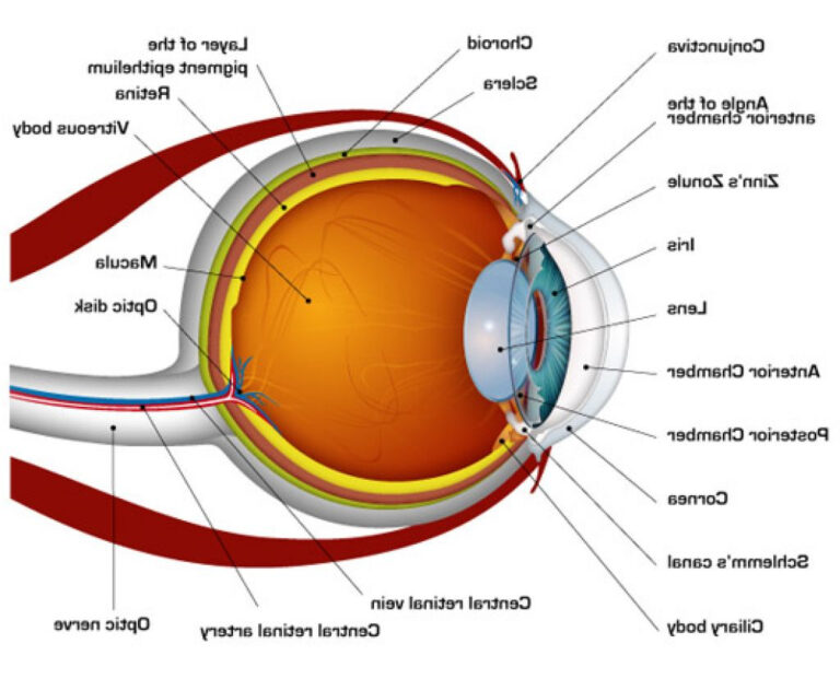 Printable Human Eye Diagrams 101 Diagrams Anatomy Worksheets