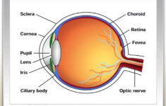 Printable Human Eye Diagrams Diagram Site Of The Kesehatan Mata Tanda
