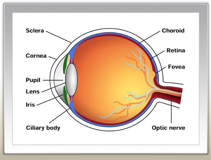 Printable Human Eye Diagrams Diagram Site Of The Kesehatan Mata Tanda