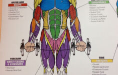 Printable Muscle Anatomy Chart Fitness Muscle Diagram Blog Dandk