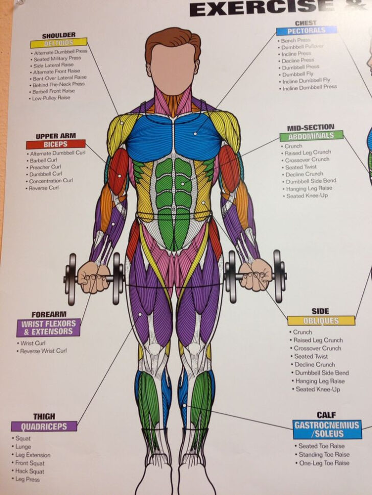 Printable Muscle Anatomy Chart Fitness Muscle Diagram Blog Dandk ...