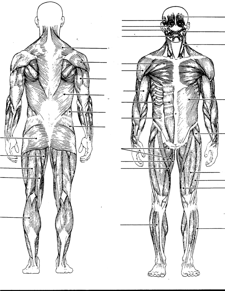 Blank Human Anatomy Diagram Printable