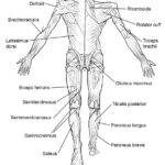 Printable Muscle Labeling Worksheet Pdf Learning How To Read