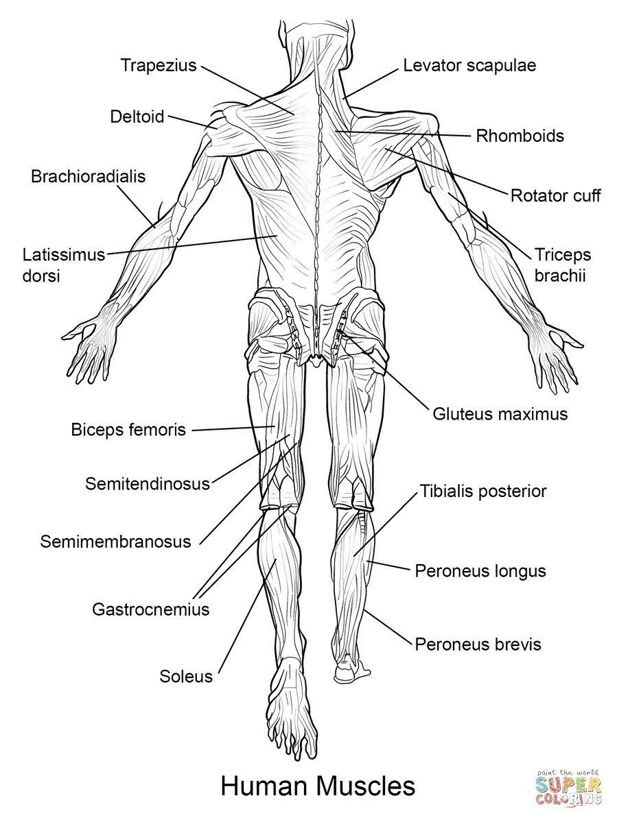 Printable Muscle Labeling Worksheet Pdf Learning How To Read