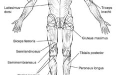 Printable Muscle Labeling Worksheet Pdf Learning How To Read