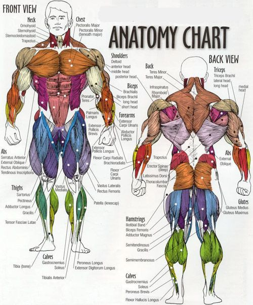 Printable Muscle Anatomy Chart