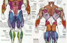 Printable Muscular System Diagram Google Search Human Anatomy Chart