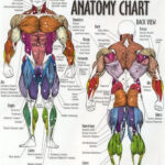 Printable Muscular System Diagram Google Search Human Anatomy Chart
