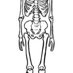 Printable Skeleton Template In 2021 Skeleton Template Human Bone