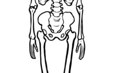 Printable Skeleton Template In 2021 Skeleton Template Human Bone