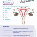 Printable Worksheet Female Reproductive System Learning How To Read
