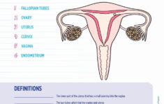 Printable Worksheet Female Reproductive System Learning How To Read