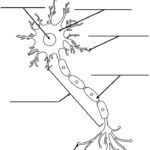 Printable Worksheet Neuron Diagram
