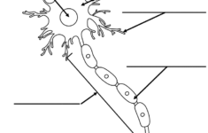 Printable Worksheet Neuron Diagram