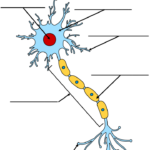 Printable Worksheet Neuron Diagram
