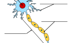 Printable Worksheet Neuron Diagram