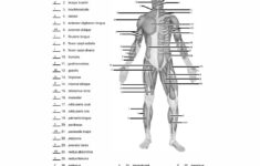 Printable Worksheets Muscle Anatomy Gridgit