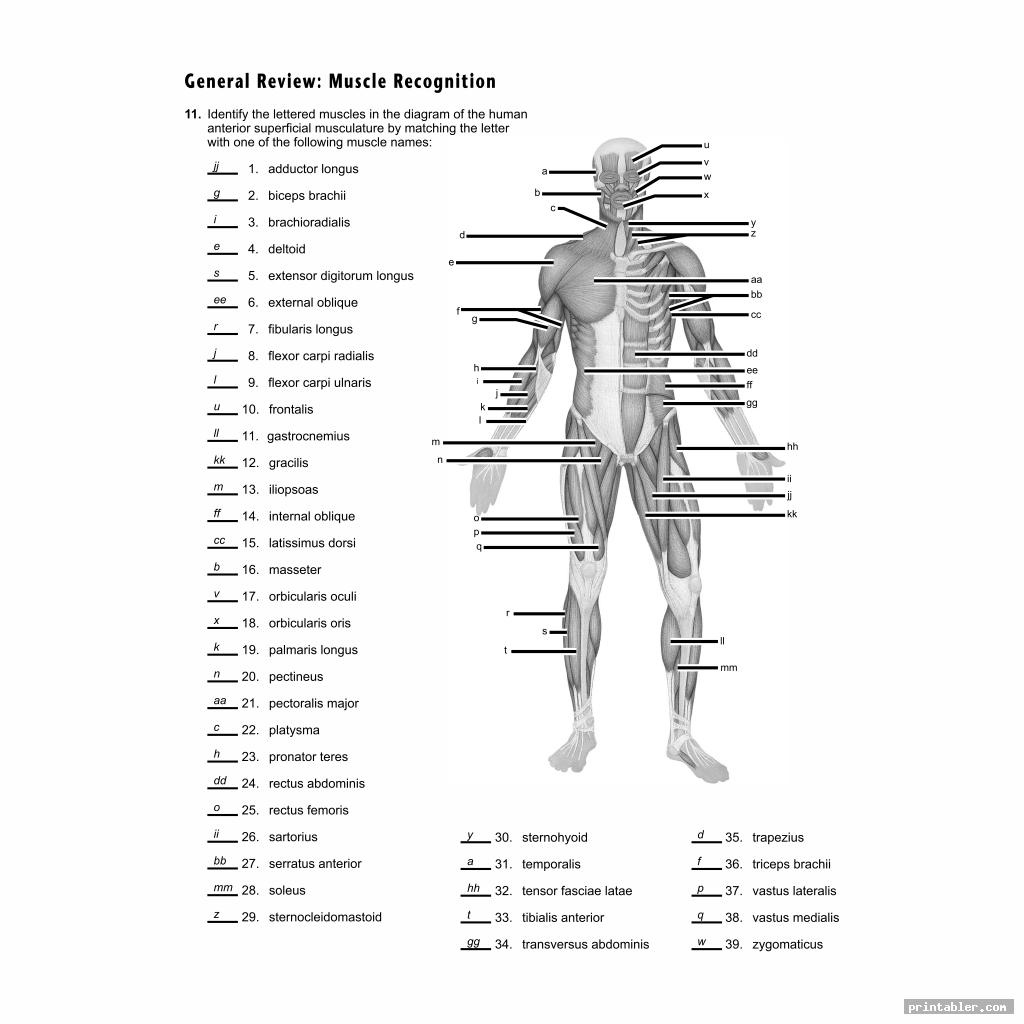 Blank Anatomy Muscle Worksheets Anatomy Worksheets Blank Anatomy Muscle Worksheets Anatomy Worksheets