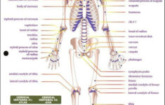 Printables High School Art Worksheets Human Body Skeletal System