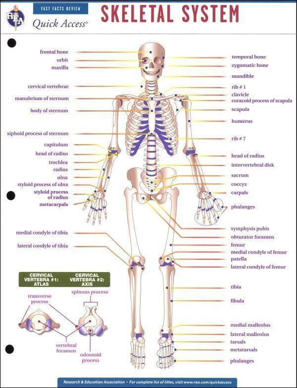 Printables High School Art Worksheets Human Body Skeletal System 