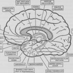 Psychology Brain Anatomy Coloring Page Sketch Coloring Page Anatomy