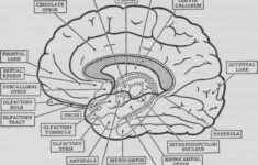 Psychology Brain Anatomy Coloring Page Sketch Coloring Page Anatomy
