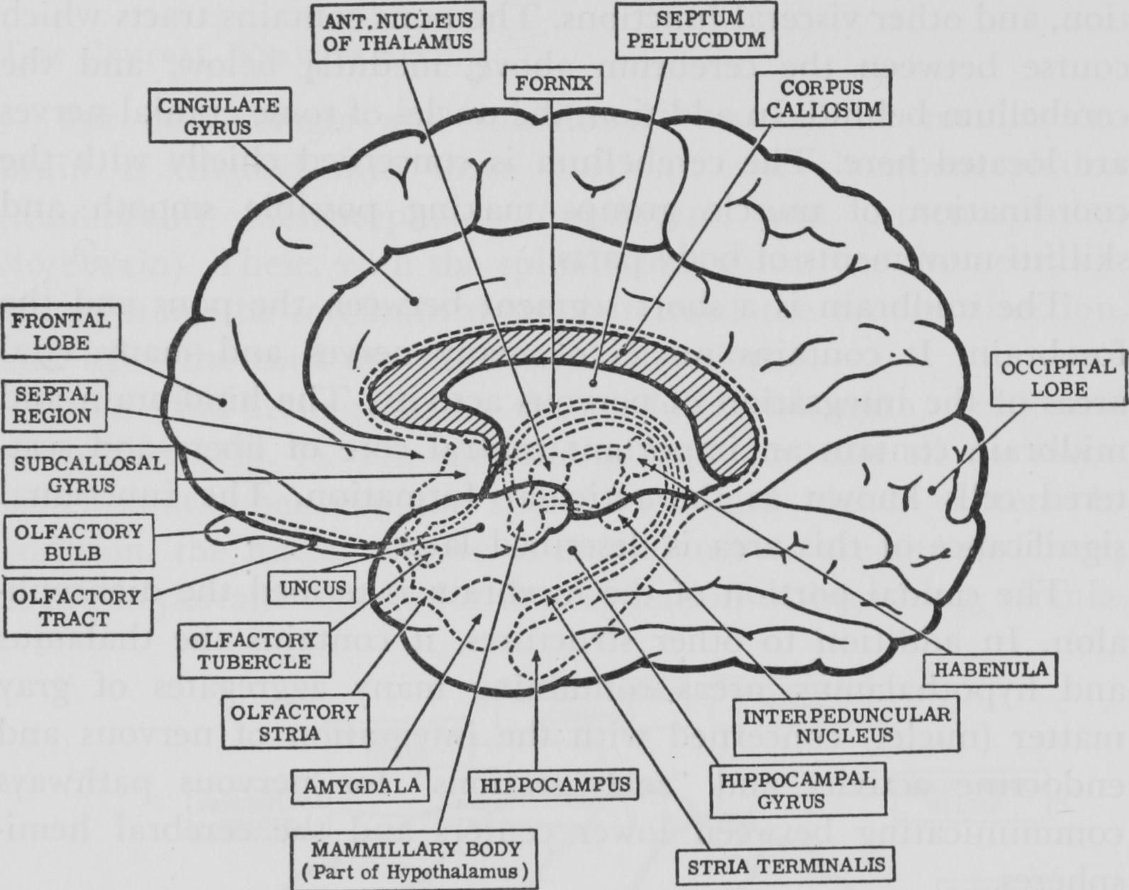 Psychology Brain Anatomy Coloring Page Sketch Coloring Page Anatomy 