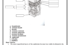 QUIZ 1 Basic Skin Structure 1 Point Each