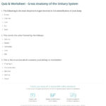 Quiz Worksheet Gross Anatomy Of The Urinary System Study