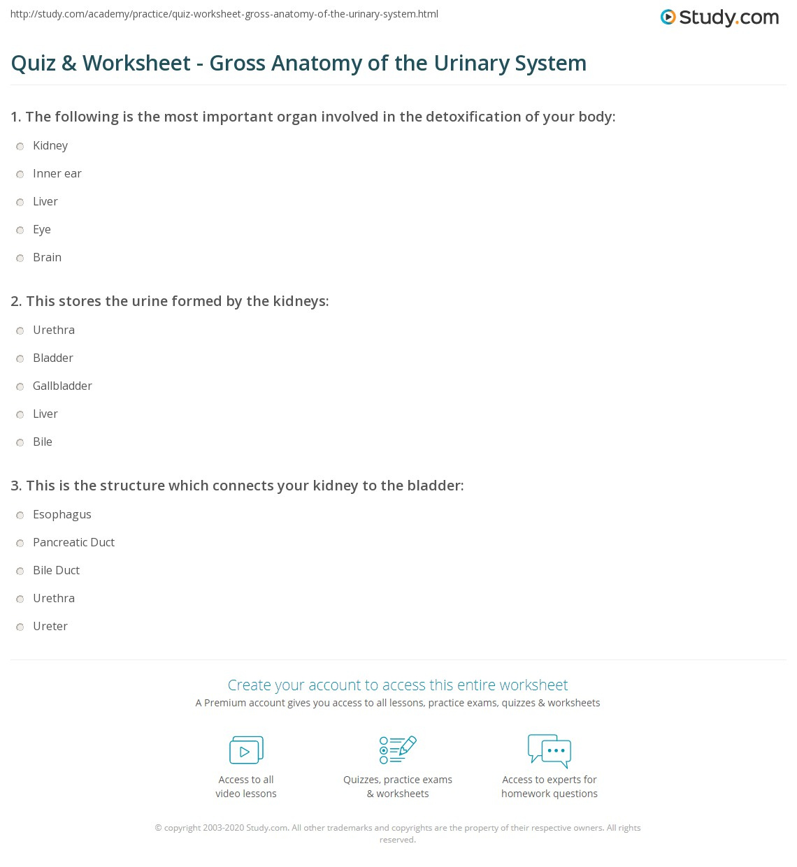 Quiz Worksheet Gross Anatomy Of The Urinary System Study