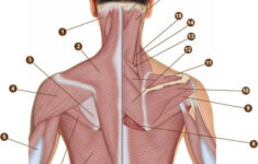 Quiz Yourself Learn Muscles Human Anatomy Physiology Anatomy And