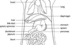 Rat Anatomy Google Search Biology Lessons Anatomy Color Worksheets