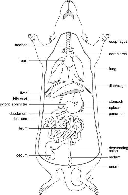 Rat Anatomy Worksheet