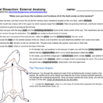 Rat Dissection External Anatomy Make Sure You Know The Locations