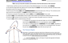 Rat Dissection External Anatomy Make Sure You Know The Locations